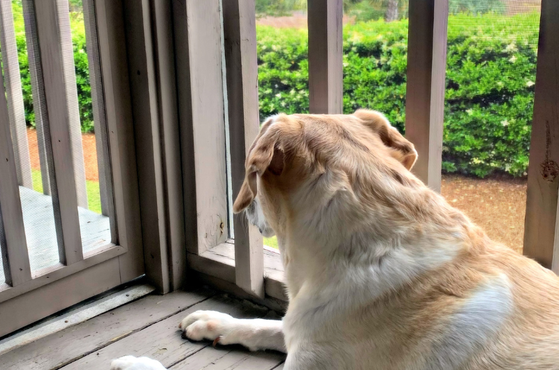 Guard Dog vs. Watchdog vs. Attack Dog What’s the Difference?